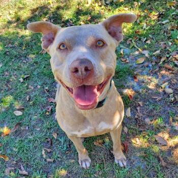Paris (TRAINED) -  Terrier Dog for Adoption in Umatilla, Florida - Paris (TRAINED) | PetCurious