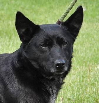 Australian Cattle Dog Blue Heeler Dogs Available for Adoption in Millfield, Ohio - John Wayne | PetCurious