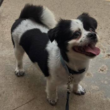 Sailor -  Shih Tzu and Mixed Breed Dog for Adoption in Venice, Florida - Sailor | PetCurious