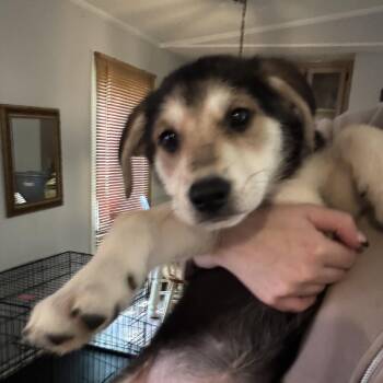 Chatham -  Mixed Breed Dog for Adoption in Salisbury, North Carolina - Chatham | PetCurious