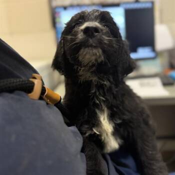 Labrador Retriever and Mixed Breed Dogs Available for Adoption - CHUCK BASS | PetCurious