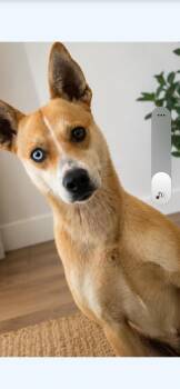 Carolina Dog Dogs Available for Adoption in Fincastle, Virginia - Huey | PetCurious