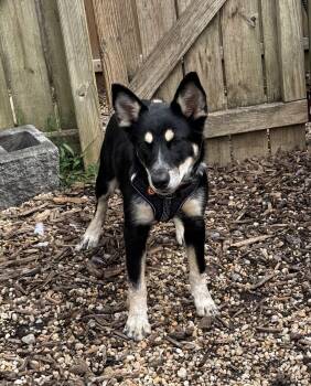 Emily -  Shepherd Dog for Adoption in Ellicott City, Maryland - Emily | PetCurious