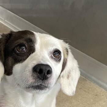 Luna -  Terrier Dog for Adoption in Des Moines, Iowa - Luna | PetCurious
