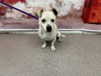 Chihuahua Dogs Available for Adoption in San Bernardino, California - BANDIT | PetCurious