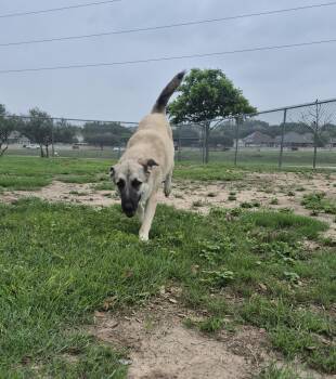 Anatolian Shepherd Dogs Available for Adoption in Schertz, Texas - Kassidy | PetCurious