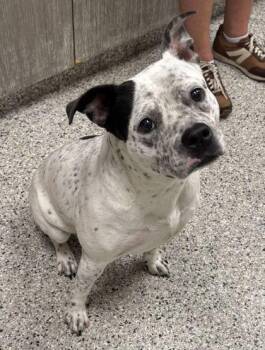 Esprit -  Pit Bull Terrier and Mixed Breed Dog for Adoption in Kansas City, Missouri - Esprit | PetCurious