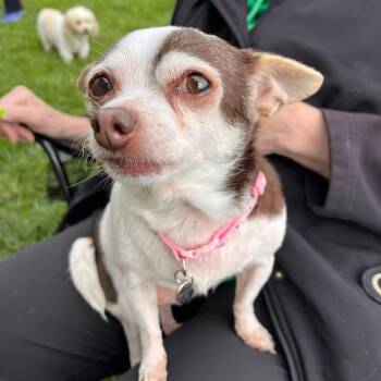 Chihuahua Dogs Available for Adoption in Schnecksville, Pennsylvania - MINNIE | PetCurious