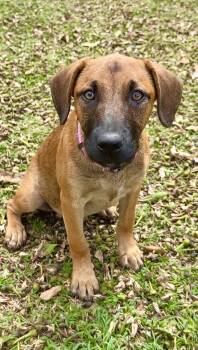 Labrador Retriever and Rhodesian Ridgeback Dogs Available for Adoption - Peaches - Hazel Eyes, Puppy *LOW ADOPTION FEE $275* Rescue Dog | PetCurious