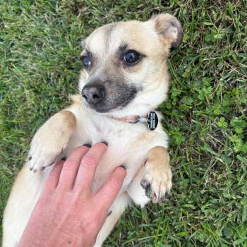 MIRABELLE -  Dachshund and Cardigan Welsh Corgi Dog for Adoption in Waterford, New Jersey - MIRABELLE | PetCurious