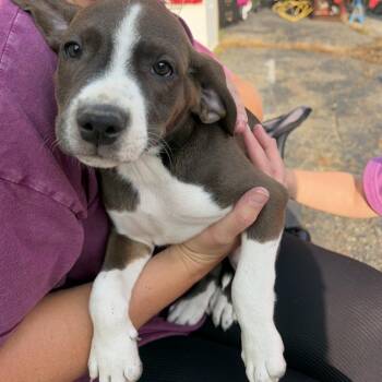 Meeny -  Mixed Breed Dog for Adoption in Mentor, Ohio - Meeny | PetCurious