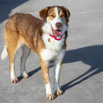 Great Pyrenees and Mixed Breed Dogs Available for Adoption in St. Louis, Missouri - FLAN | PetCurious