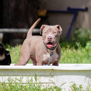 Pit Bull Terrier Dogs Available for Adoption in Oakland, California - Boseman | PetCurious