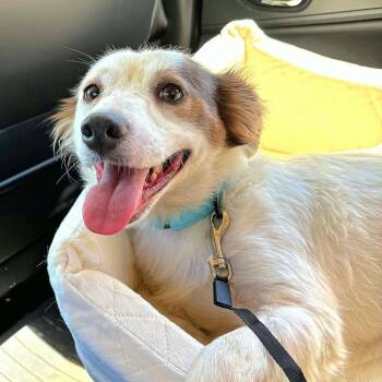 Poppy -  Spaniel Dog for Adoption in Houston, Texas - Poppy | PetCurious