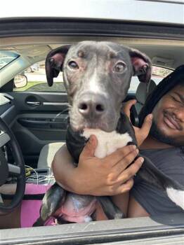 STAX -  American Staffordshire Terrier Dog for Adoption in San Antonio, Texas - STAX | PetCurious