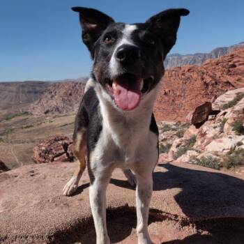 Ripley -  German Shepherd Dog and Pit Bull Terrier Dog for Adoption in Henderson, Nevada - Ripley | PetCurious
