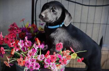 Terrier Dogs Available for Adoption - Houston (Cora