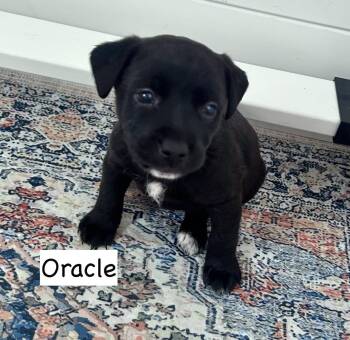 Oracle -  Pit Bull Terrier and Labrador Retriever Dog for Adoption in Gilberts, Illinois - Oracle | PetCurious