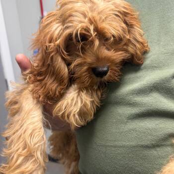 Betty -  Cockapoo Dog for Adoption in Normal, Illinois - Betty | PetCurious