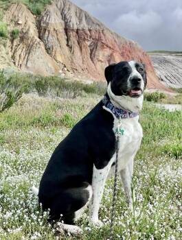 Rescue Australian Shepherd and Sheep Dog Dogs for Adoption - LOLA | PetCurious