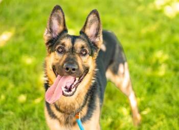 GUNNER -  German Shepherd Dog Dog for Adoption in San Jose, California - GUNNER | PetCurious