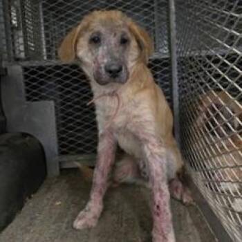 Jacek -  Shepherd and Mixed Breed Dog for Adoption in Tacoma, Washington - Jacek | PetCurious