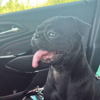 Haley -  Pug Dog for Adoption in Alvin, Texas - Haley | PetCurious