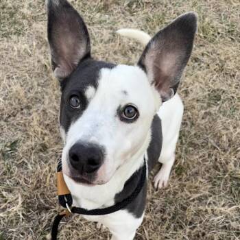 Pit Bull Terrier Dogs Available for Adoption in Columbia, Missouri - Polly Pocket | PetCurious