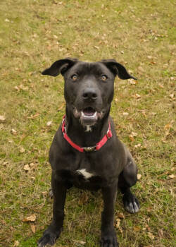 Rescue Mixed Breed Dogs for Adoption in Aiken, South Carolina - Paris 53844 | PetCurious