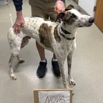 Haybro Nova (Nova) -  Greyhound Dog for Adoption in Venice, Florida - Haybro Nova (Nova) | PetCurious