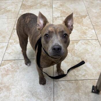 Libby -  Mixed Breed Dog for Adoption in Galveston, Texas - Libby | PetCurious