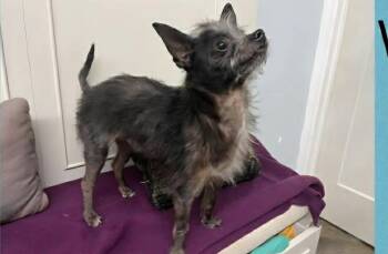 Yorkshire Terrier Dogs Available for Adoption in Aurora, Indiana - Lil Duke | PetCurious