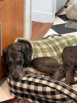 Rescue Great Dane Dogs for Adoption in Pine Beach, New Jersey - Rocky | PetCurious