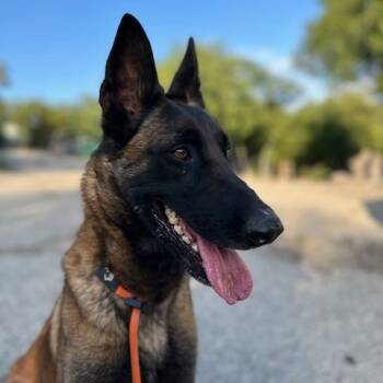 Rescue Belgian Shepherd Malinois Dogs for Adoption in San Diego, California - Nike | PetCurious