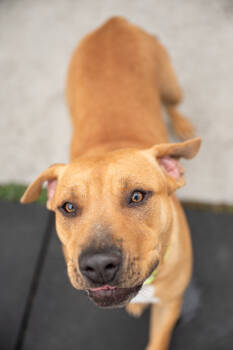 Rescue Pit Bull Terrier Dogs for Adoption in Stratham, New Hampshire - Dos | PetCurious