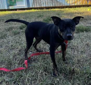 Spike -  Labrador Retriever and Beagle Dog for Adoption in Lexington, Kentucky - Spike | PetCurious