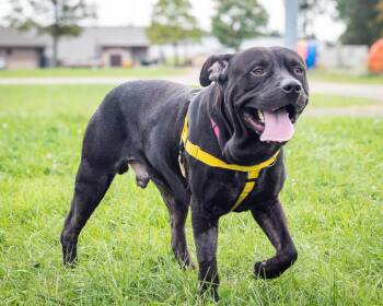 Gizmo -  Mixed Breed and Staffordshire Bull Terrier Dog for Adoption in Ashland, Ohio - Gizmo | PetCurious