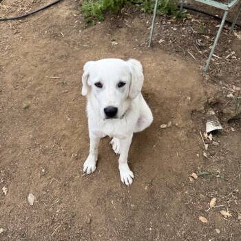 Juke -  Great Pyrenees and Akbash Dog for Adoption in Sonora, California - Juke | PetCurious