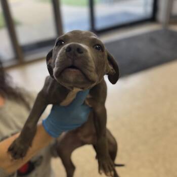 Lowell -  Pit Bull Terrier Dog for Adoption in Birmingham, Alabama - Lowell | PetCurious