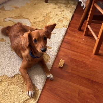 Solomon -  Chihuahua and Dachshund Dog for Adoption - Solomon | PetCurious