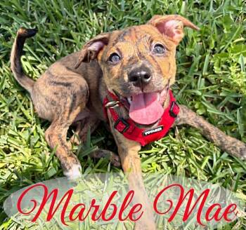Marble Mae -  Mixed Breed Dog for Adoption in Brookshire, Texas - Marble Mae | PetCurious