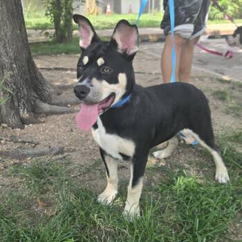 Kia -  Husky Dog for Adoption in Austin, Texas - Kia | PetCurious
