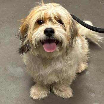 Lhasa Apso and Terrier Dogs Available for Adoption in Yuma, Arizona - Byron | PetCurious