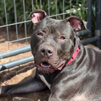 Rescue Mixed Breed Dogs for Adoption in Wappingers Falls, New York - Buddha | PetCurious