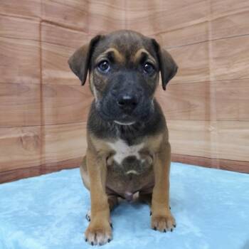 Shepherd and Mixed Breed Dogs Available for Adoption in Griswold, Connecticut - Lonnie | PetCurious