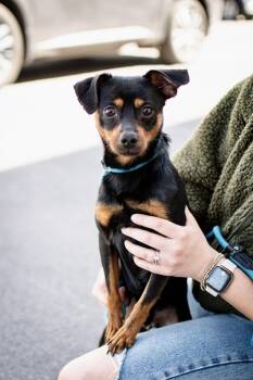 Tito -  Miniature Pinscher and Chihuahua Dog for Adoption in Frankfort, New York - Tito | PetCurious