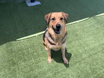 LORENA -  German Shepherd Dog and Mixed Breed Dog for Adoption in Rowlett, Texas - LORENA | PetCurious