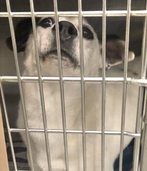 Mixed Breed Dogs Available for Adoption in Parma, Ohio - Chanel | PetCurious