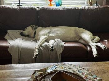 Motown -  Great Pyrenees Dog for Adoption - Motown | PetCurious