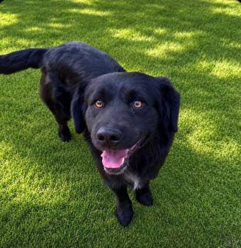 Percy -  Border Collie and Labrador Retriever Dog for Adoption in Ramona, California - Percy | PetCurious
